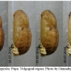 celas argiolus pupa2 volg